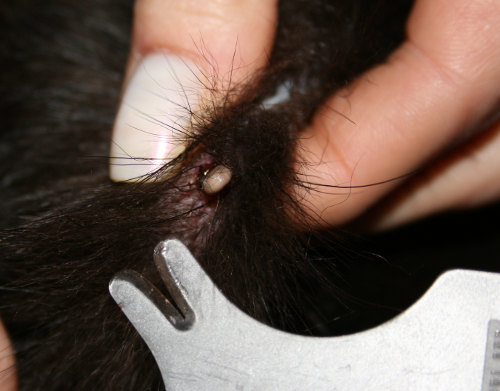 Can A Cat Die From Bed Bugs Can A Cat Die From Bed Bugs