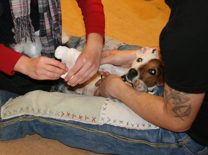 Erste Hilfe am Hund - Pfotenverband Jack Russel Terrier