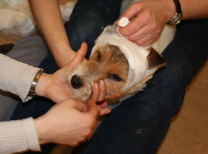 Erste Hilfe am Hund - Kopfverband Parson Russel Terrier