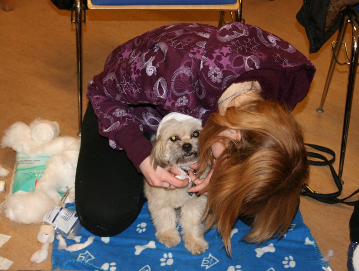 Erste Hilfe am Hund - Kopfverband Shih Tzu