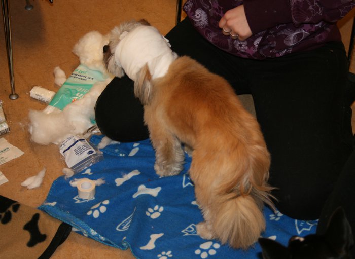 Erste Hilfe am Hund - Kopfverband Shih Tzu