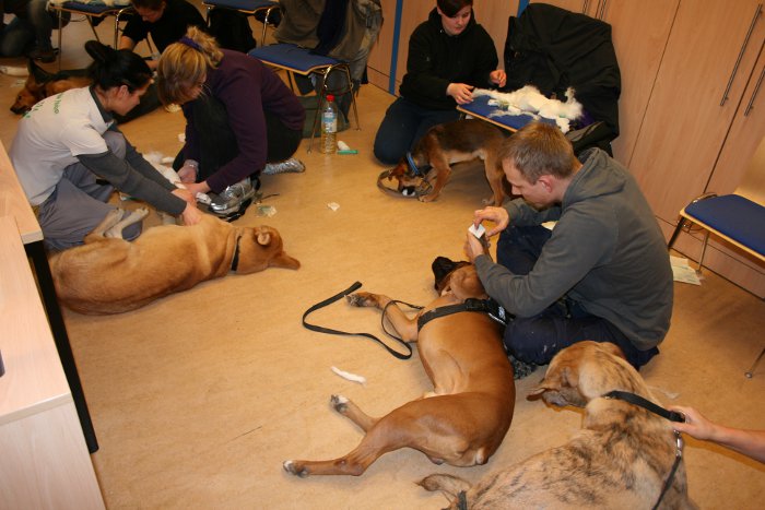 Erste Hilfe am Hund - Pfotenverband