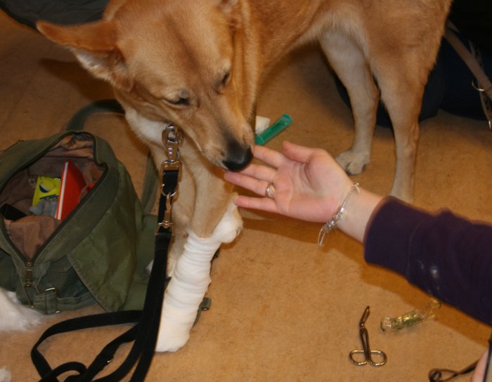 Erste Hilfe am Hund - Pfotenverband