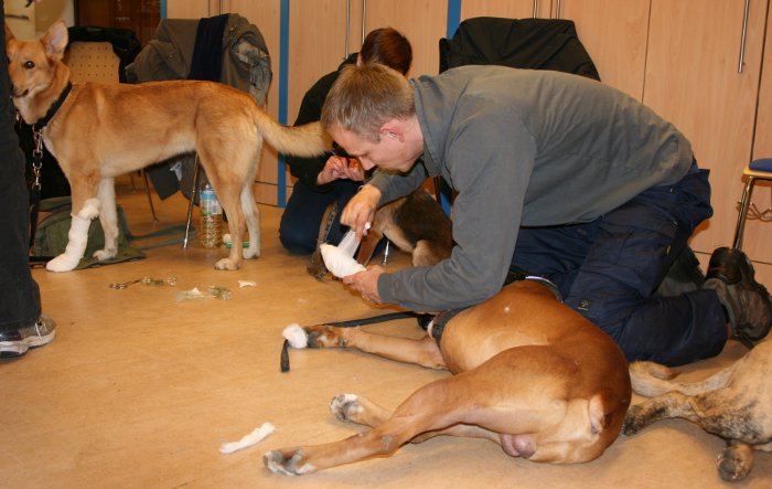 Erste Hilfe am Hund - Pfotenverband