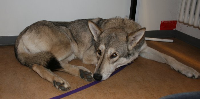 Erste Hilfe am Hund - Saarlooswolfhund
