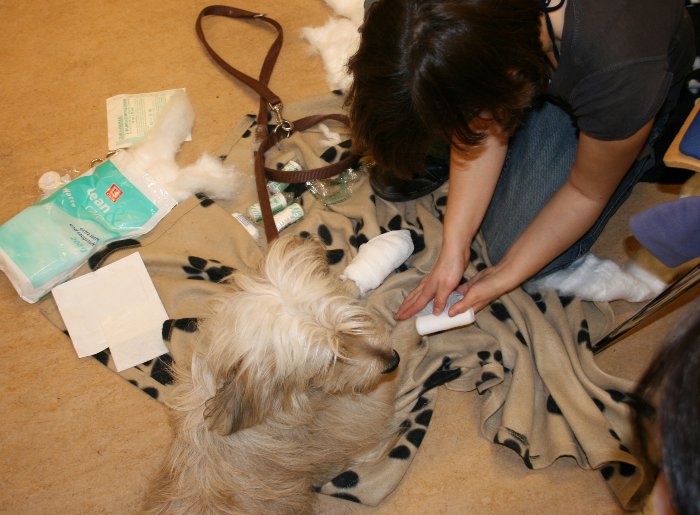 Erste Hilfe am Hund - Pfotenverband