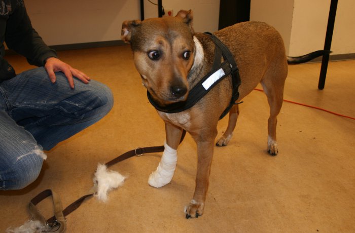 Erste Hilfe am Hund - Pfotenverband