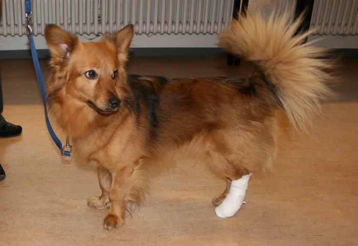 Erste Hilfe am Hund - Pfotenverband