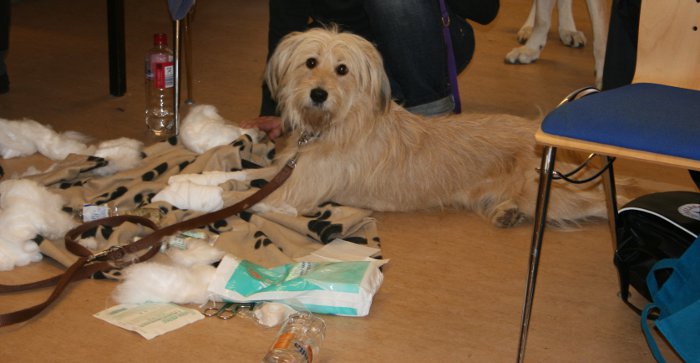 Erste Hilfe am Hund - Pfotenverband