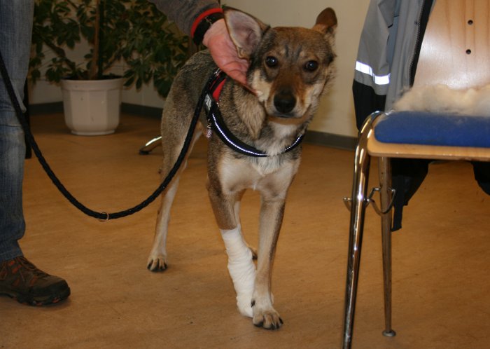 Erste Hilfe am Hund - Pfotenverband Saarlooswolfhund